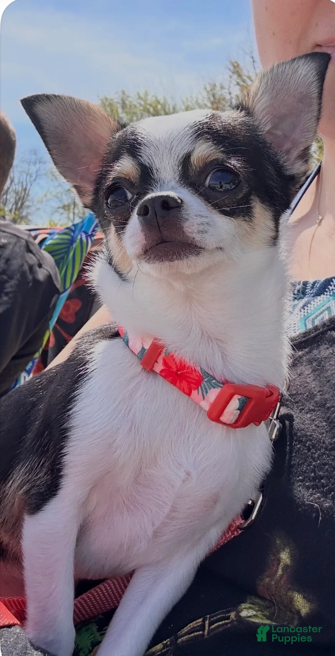 Chihuahua dogs for sale: Chihuahua 1 - Ad 1