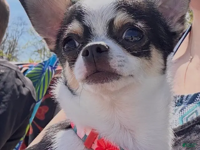 Chihuahua dogs Chihuahua 1 - Ad 1