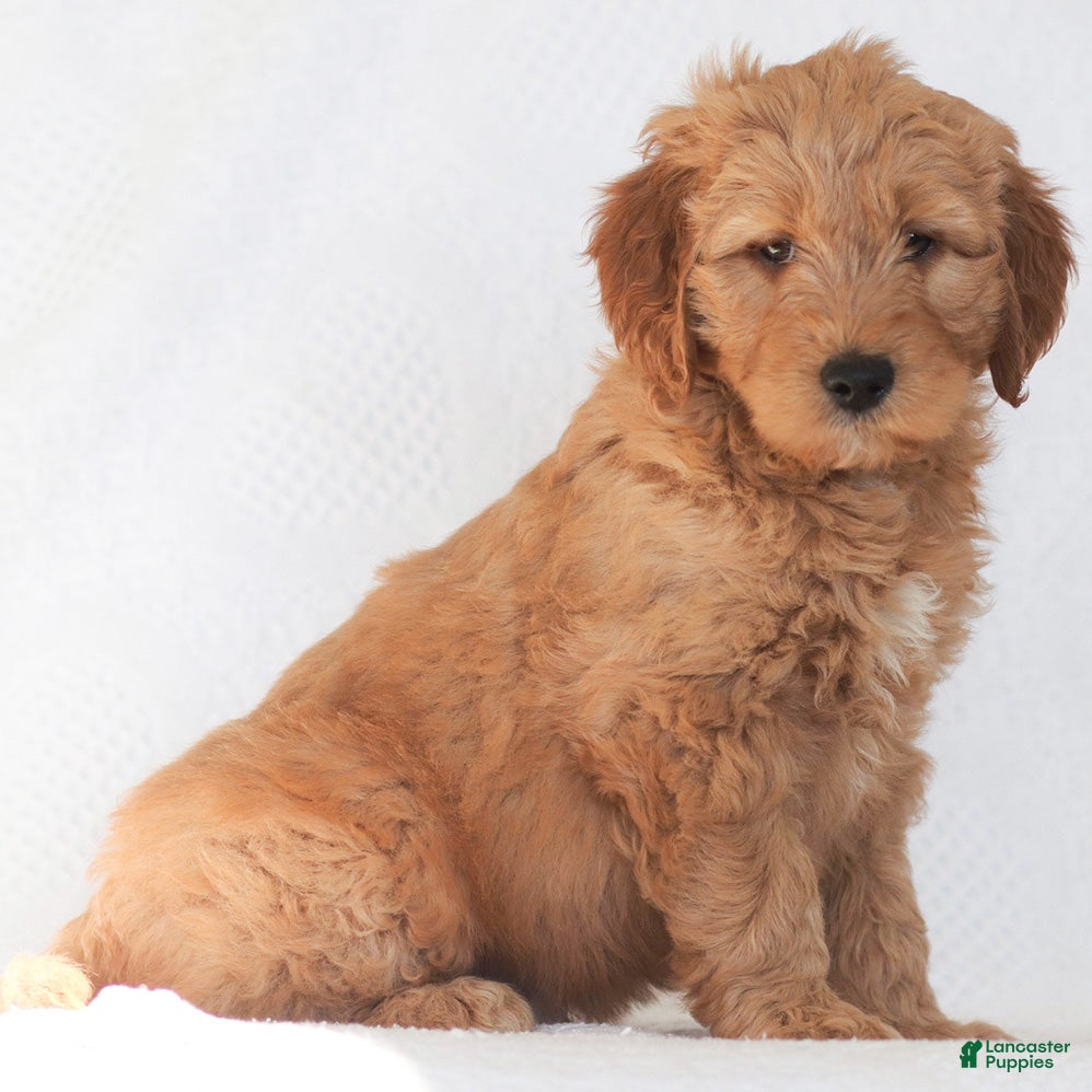 Mini Goldendoodle dogs Rocky - Ad 2