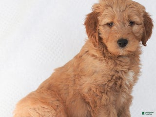 Mini Goldendoodle dogs Rocky - Ad 2