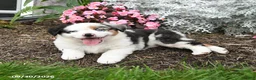 Australian Shepherd dogs for sale: Leo - Ad 4