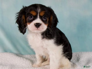 Cavalier King Charles Spaniel dogs - Ad 18