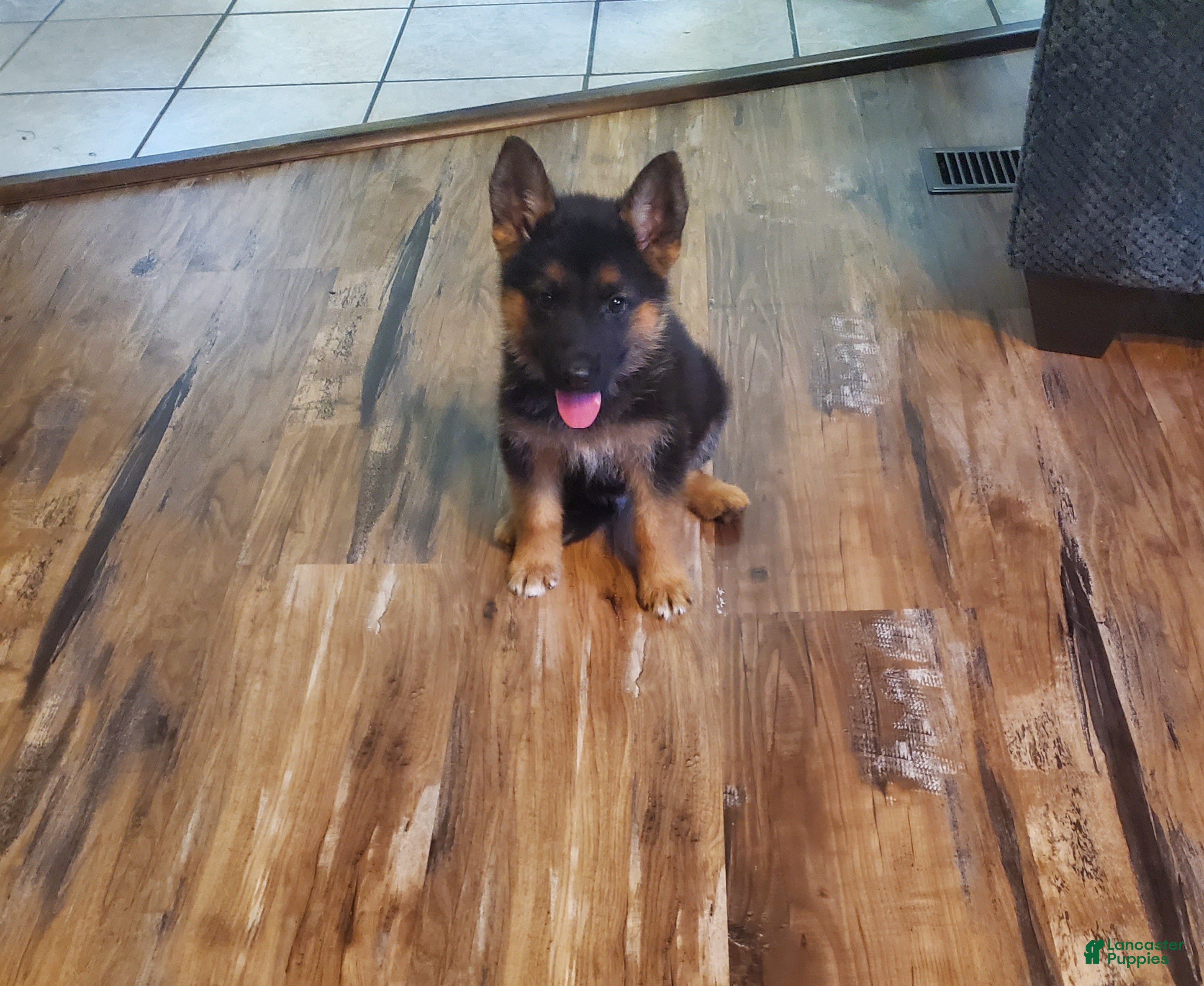 German Shepherd dogs Blue Male - Ad 2
