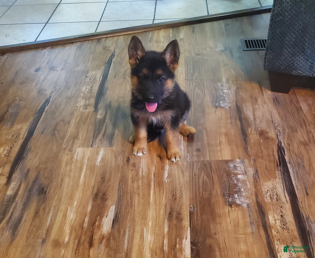 German Shepherd dogs for sale: Blue Male - Ad 2