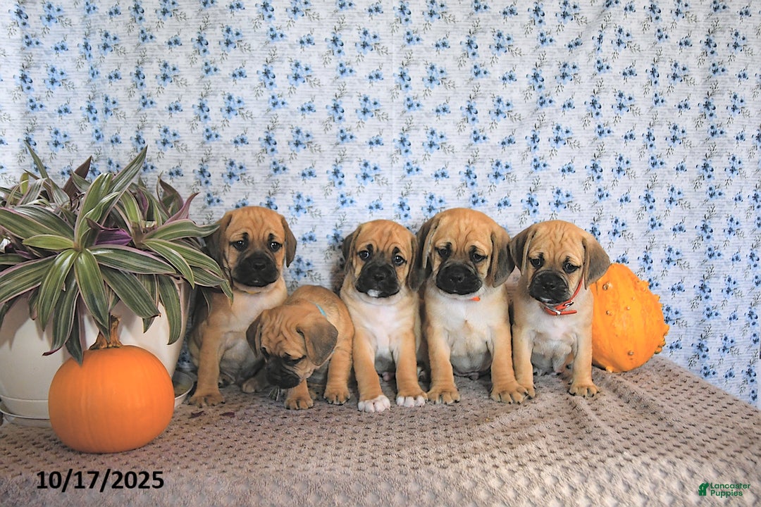Puggle dogs for sale: Herbo - Ad 13