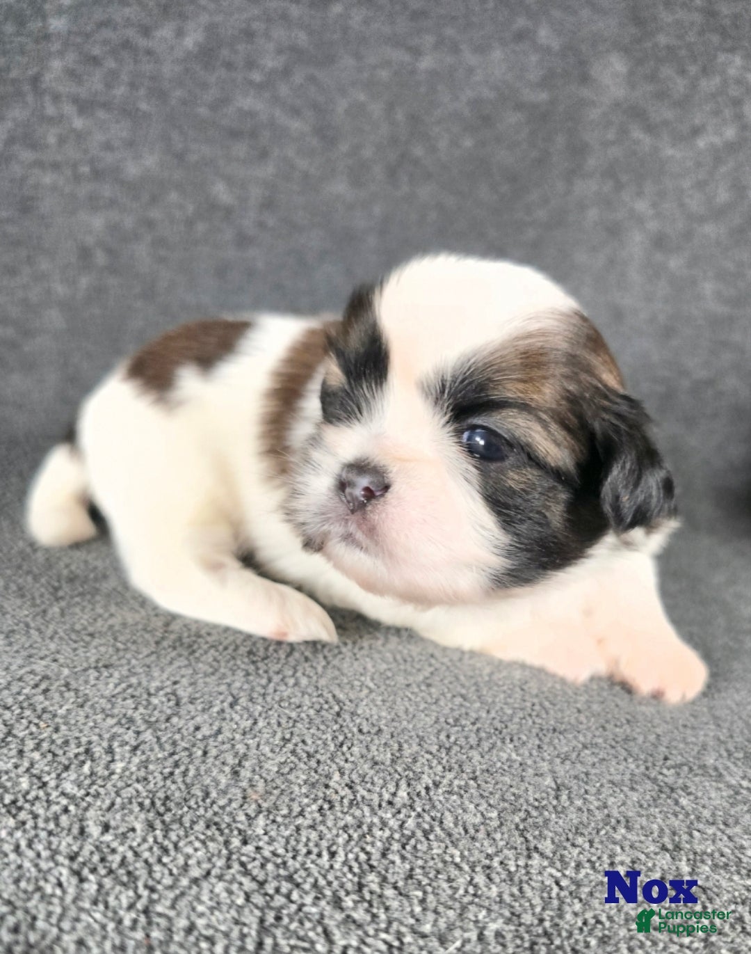 Shih Tzu dogs for sale: Nox - Ad 5