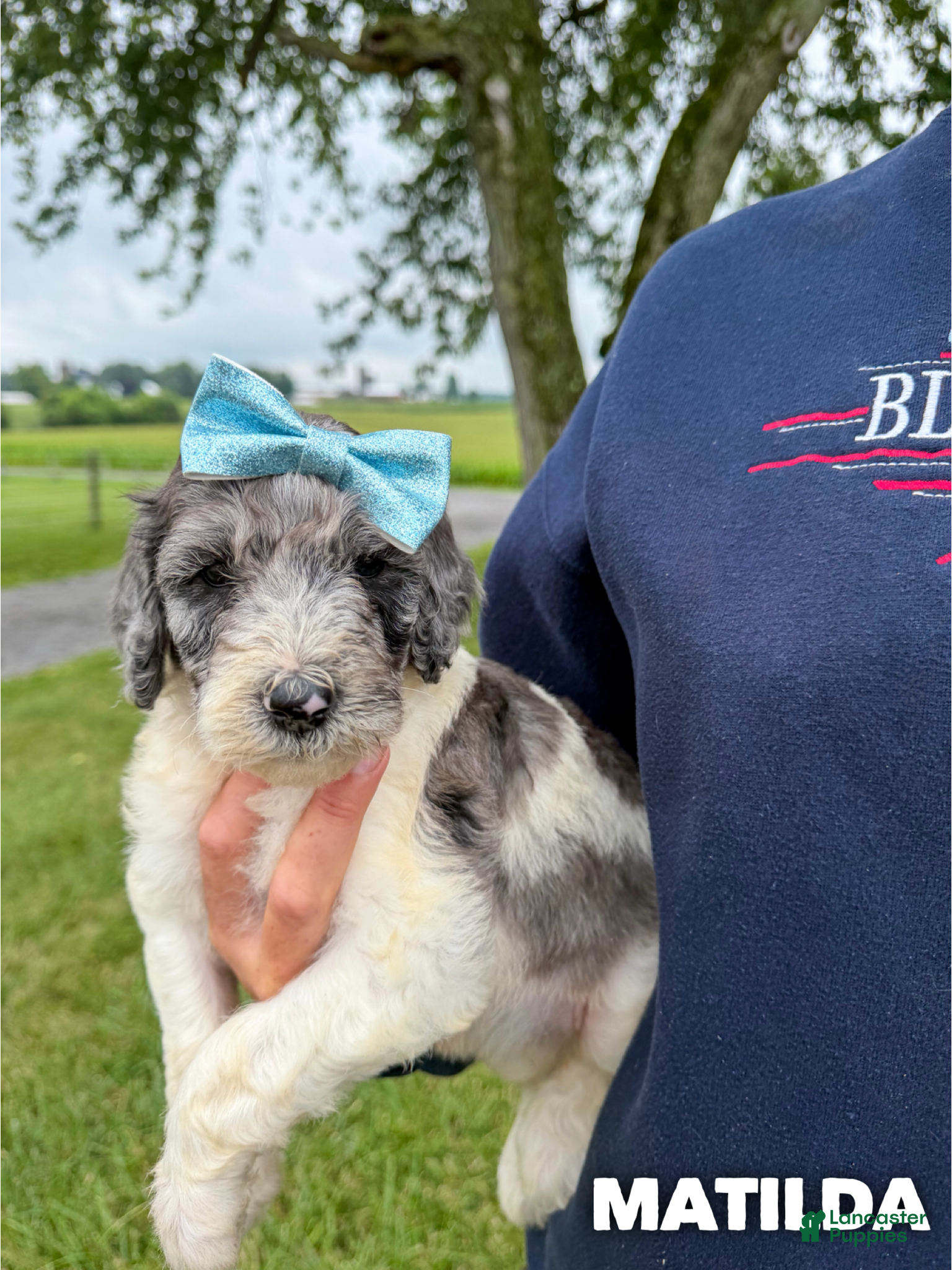 Goldendoodle dogs Matilda - Standard F1b - Ad 37