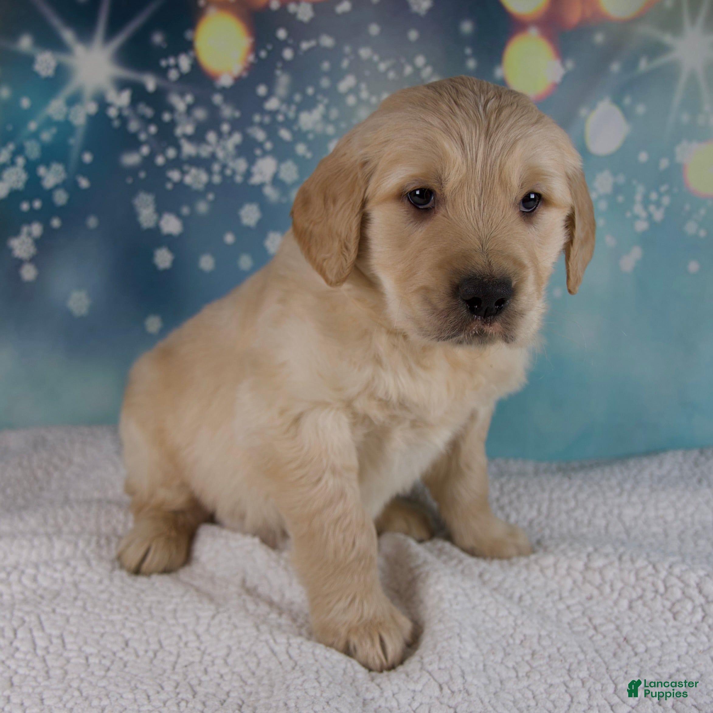 Golden Retriever dogs Everest - Ad 2