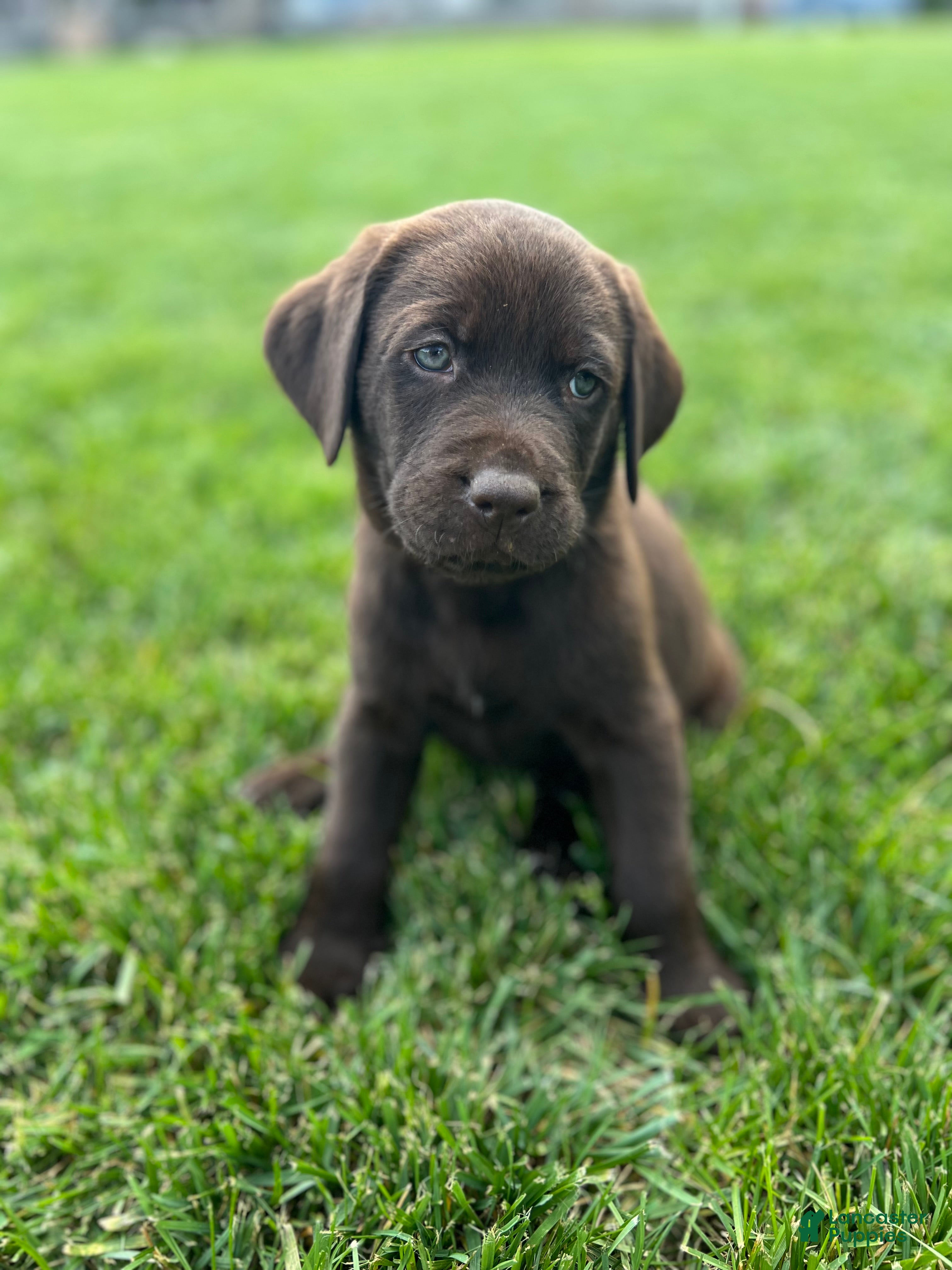 Labrador Retriever dogs Rush (Orange Collar) - Ad 2
