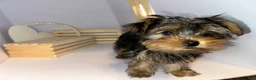 Yorkshire Terrier dogs for sale: Queen - Ad 3
