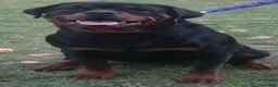Rottweiler dogs for sale: Rottweiler 1 - Ad 5