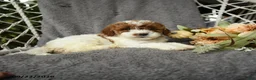 Goldendoodle dogs for sale: Gertie - Ad 3