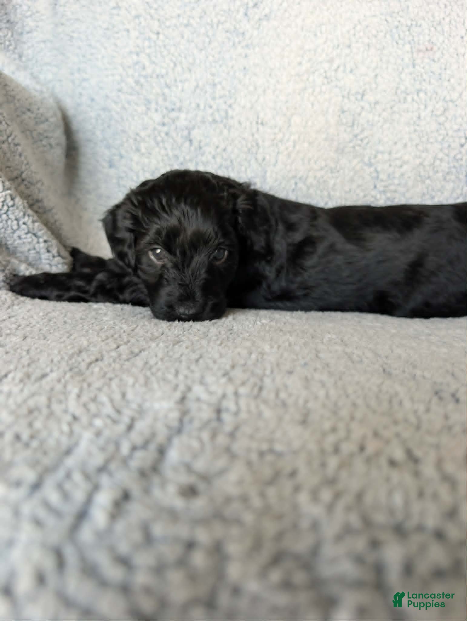Mixed Breed dogs for sale: Midnight  - Ad 4