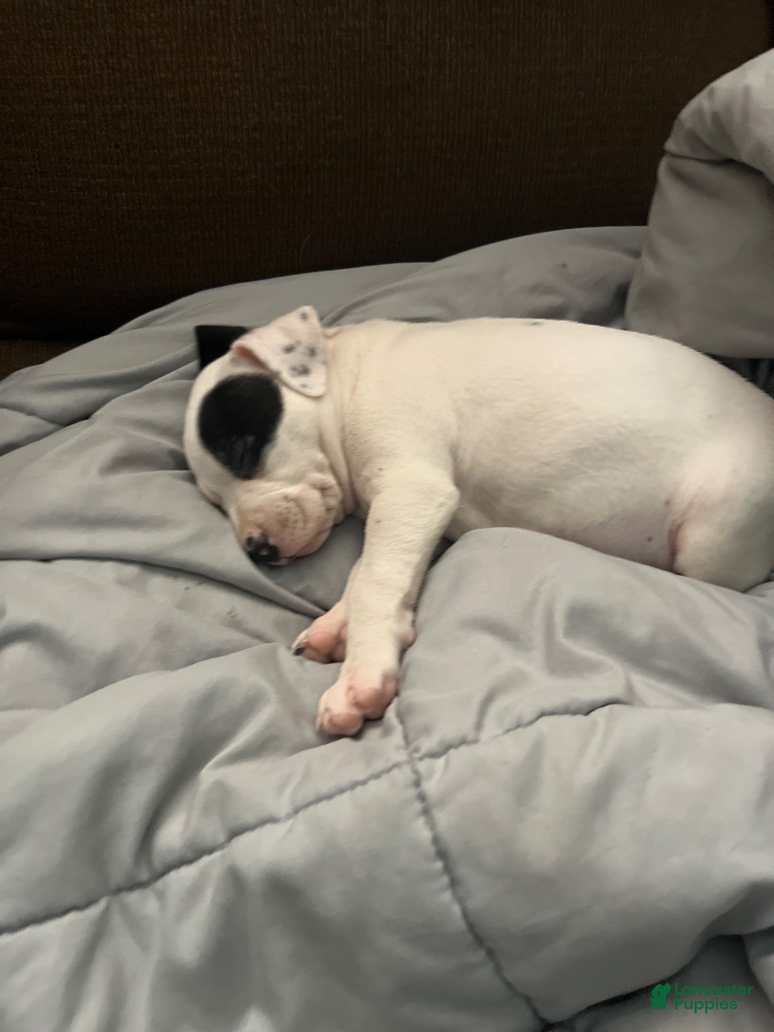 American Bully dogs for sale: American Bully 1 - Ad 1