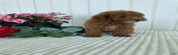 Mini Goldendoodle dogs for sale: Homestead - Ad 2
