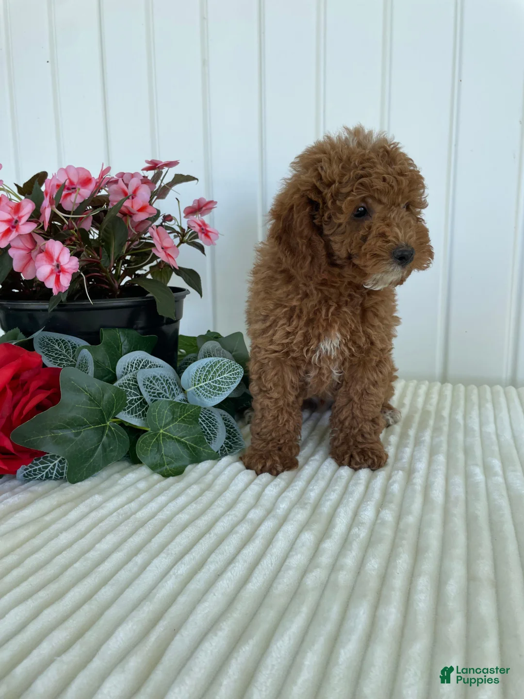 Mini Goldendoodle dogs for sale: Homestead - Ad 2