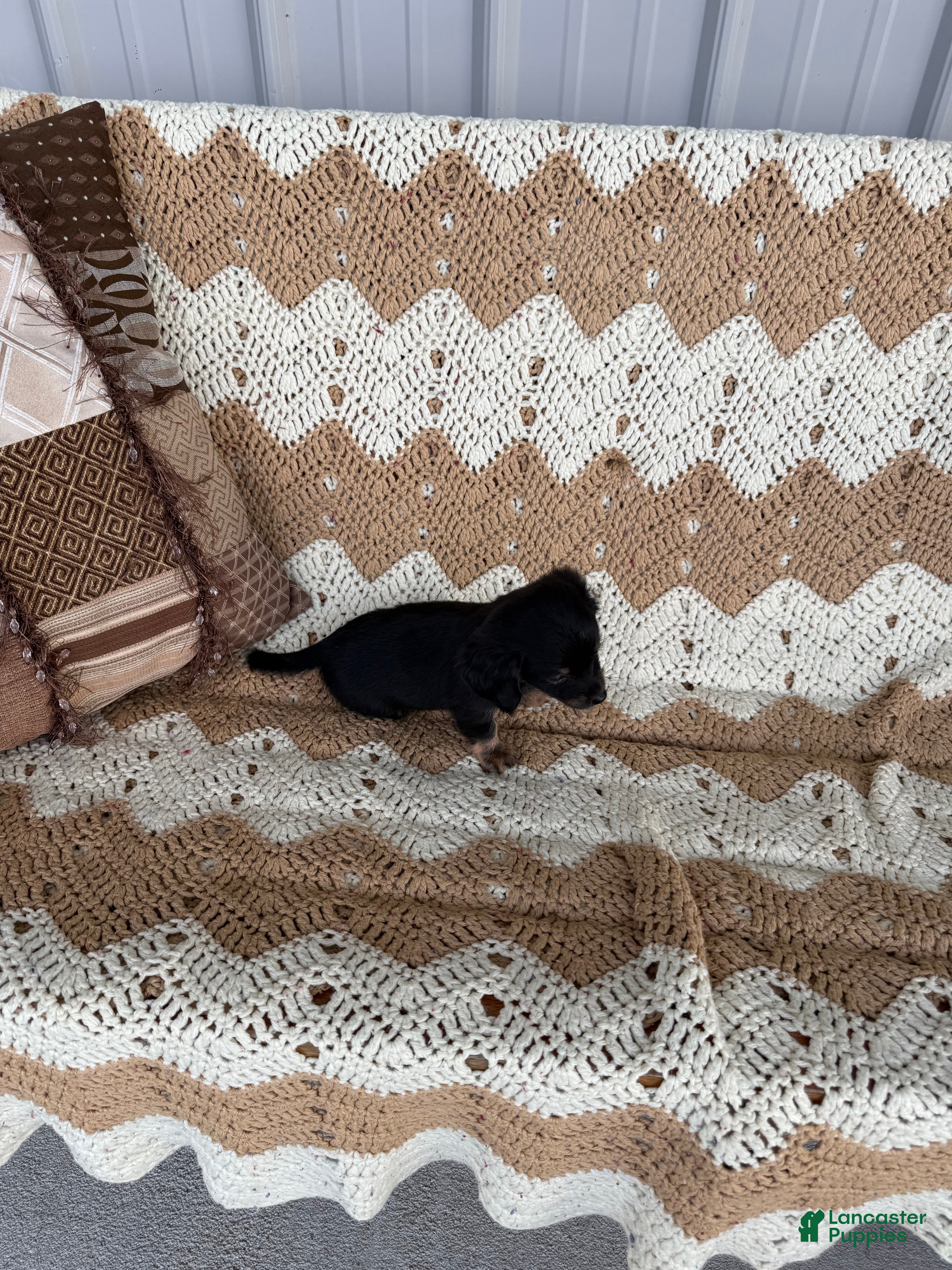 Miniature Dachshund dogs  Sophia - Ad 1