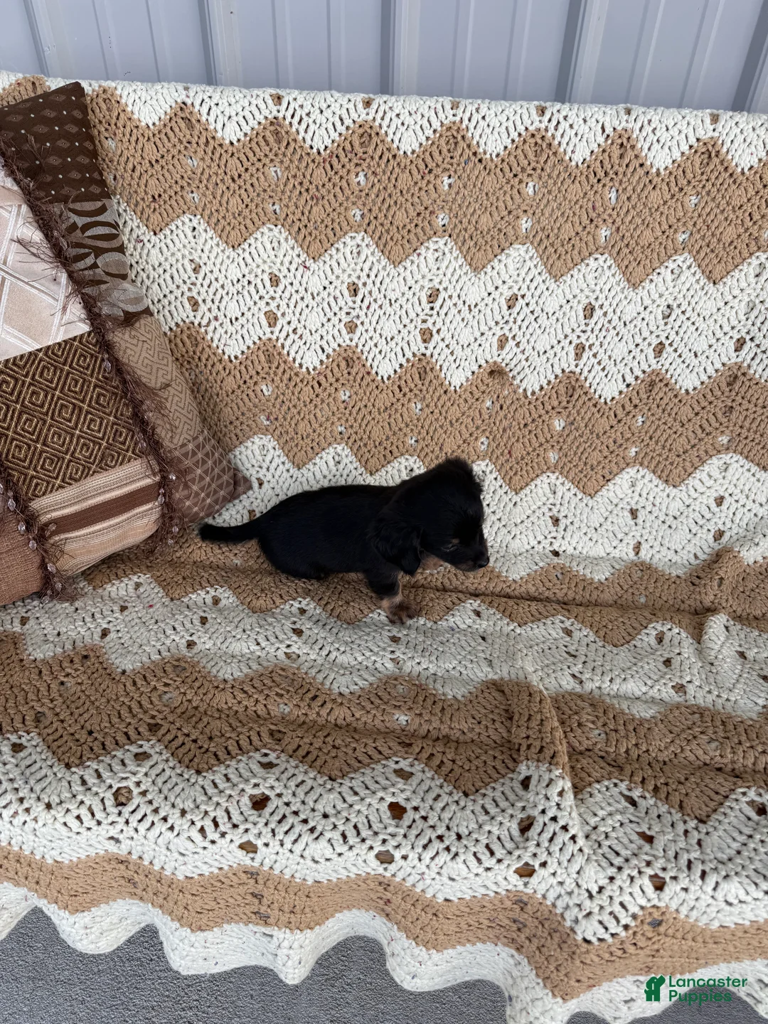 Miniature Dachshund dogs for sale:  Sophia - Ad 1