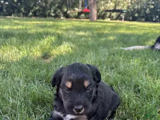 Aussiedoodle dogs Pudding - Ad 1
