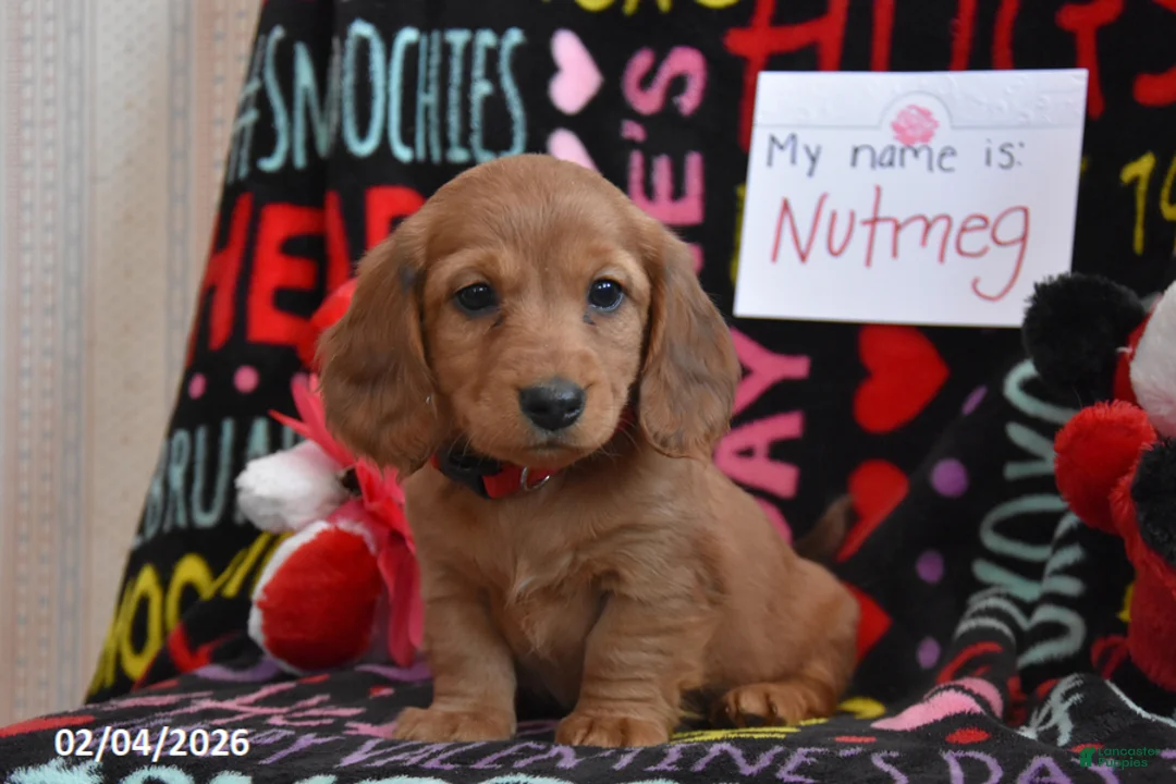 Miniature Dachshund dogs for sale: Nutmeg - Ad 2