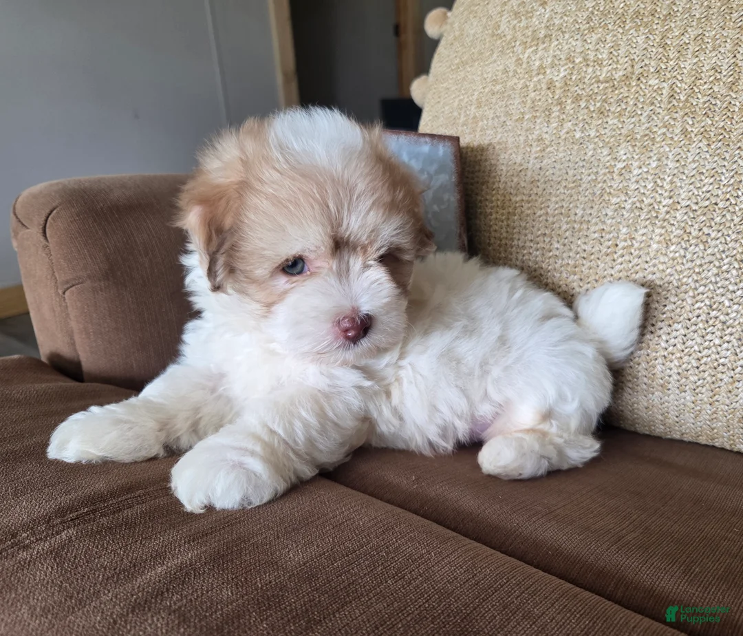 Maltipoo dogs for sale: Alex - Ad 2