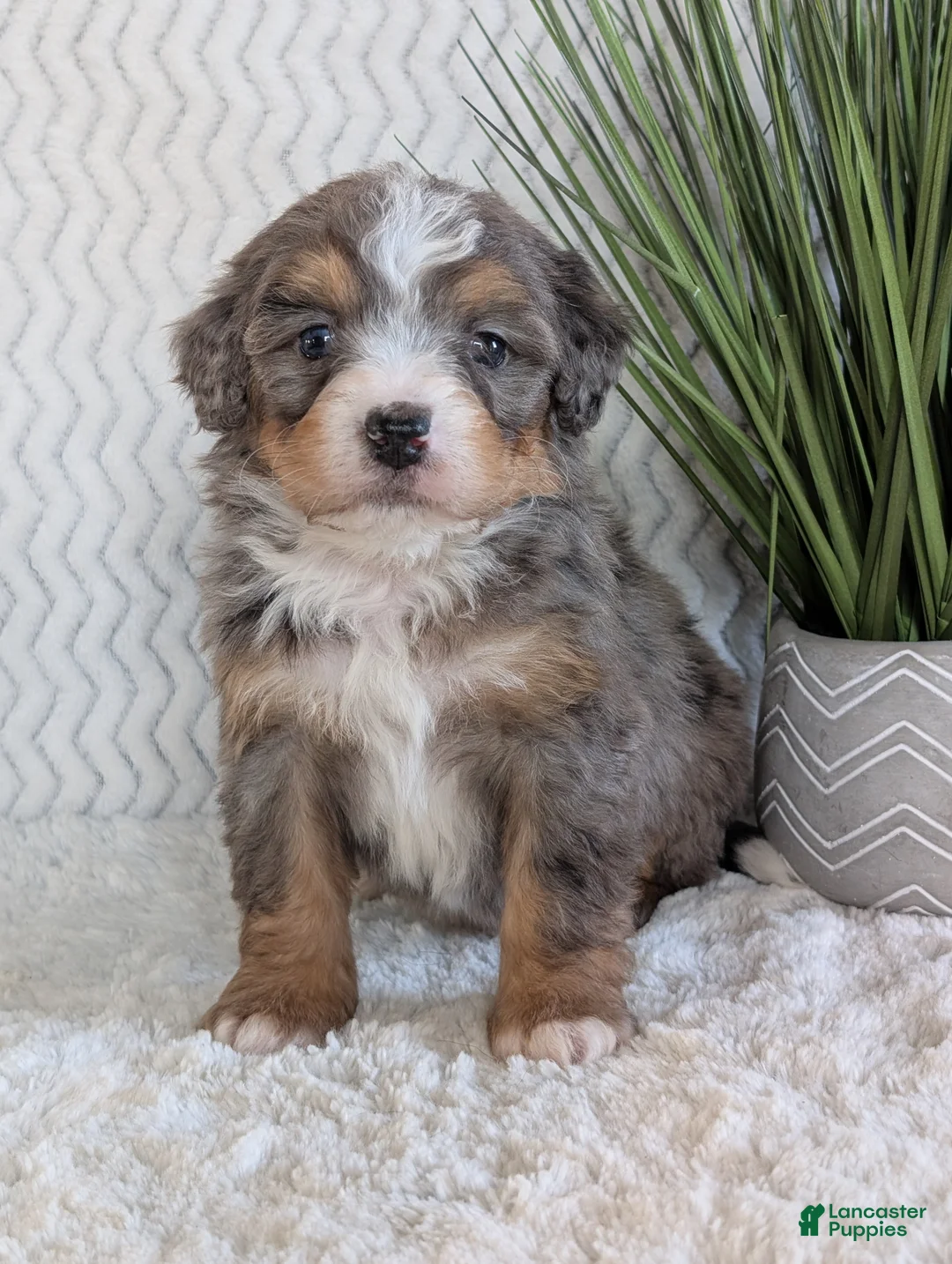 Mini Bernedoodle dogs for sale: Mini River  - Ad 3