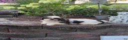 Shih Tzu dogs for sale: Theo - Ad 17