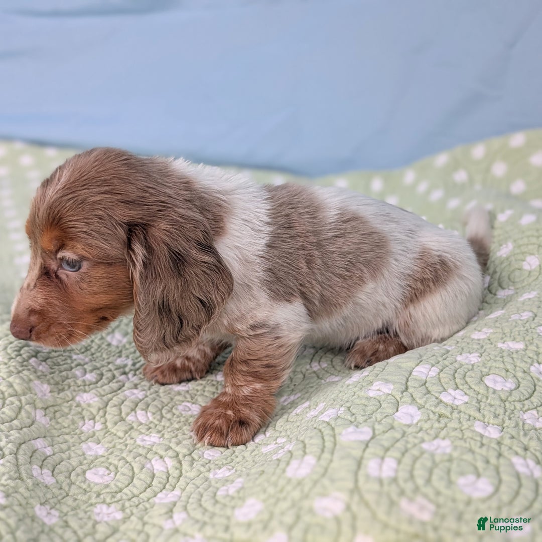 Miniature Dachshund dogs for sale: Pumpkin - Ad 5