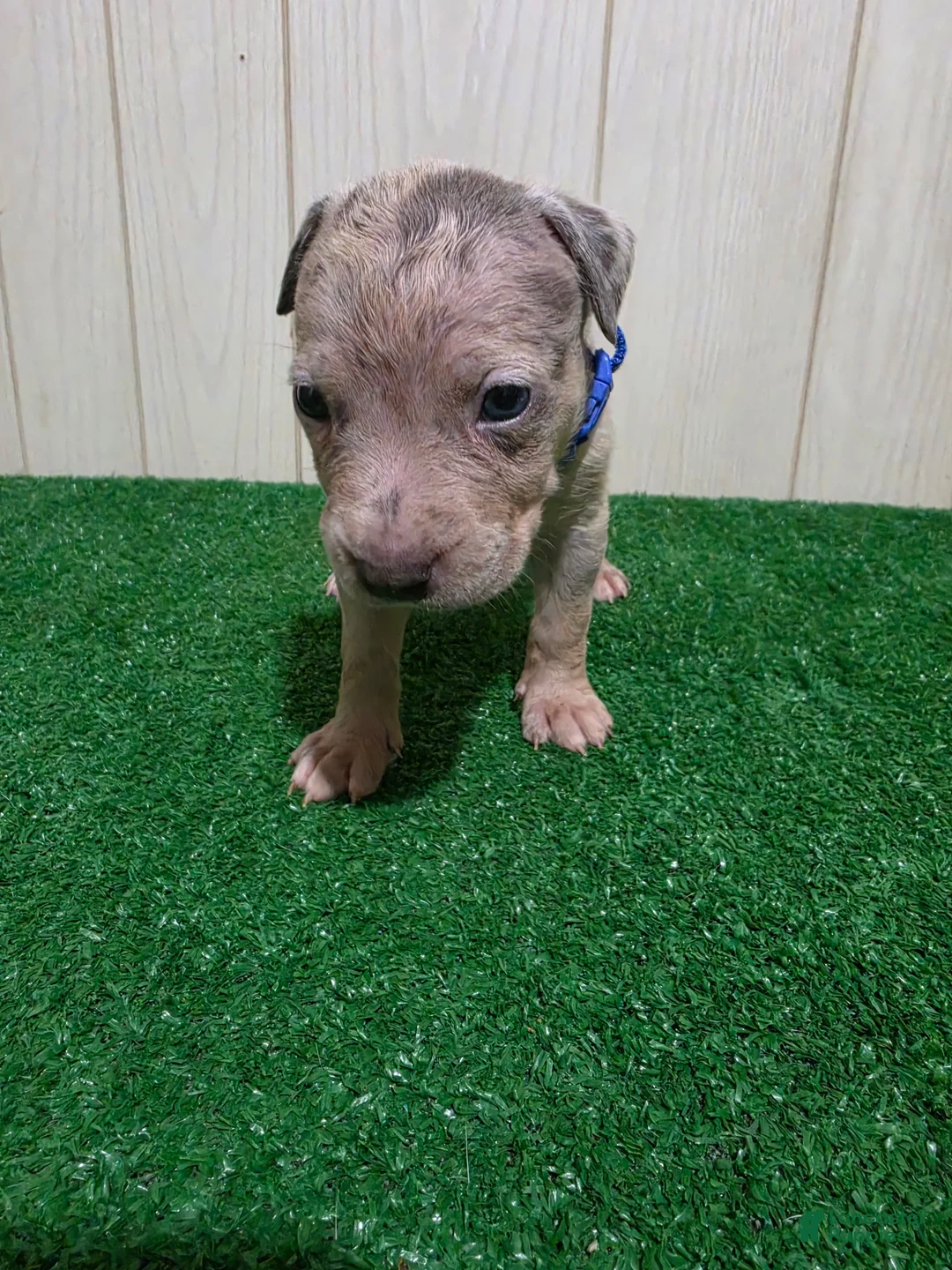 American Bully dogs for sale: American Bully XL Puppy 1 (Blue Collar) - Ad 2