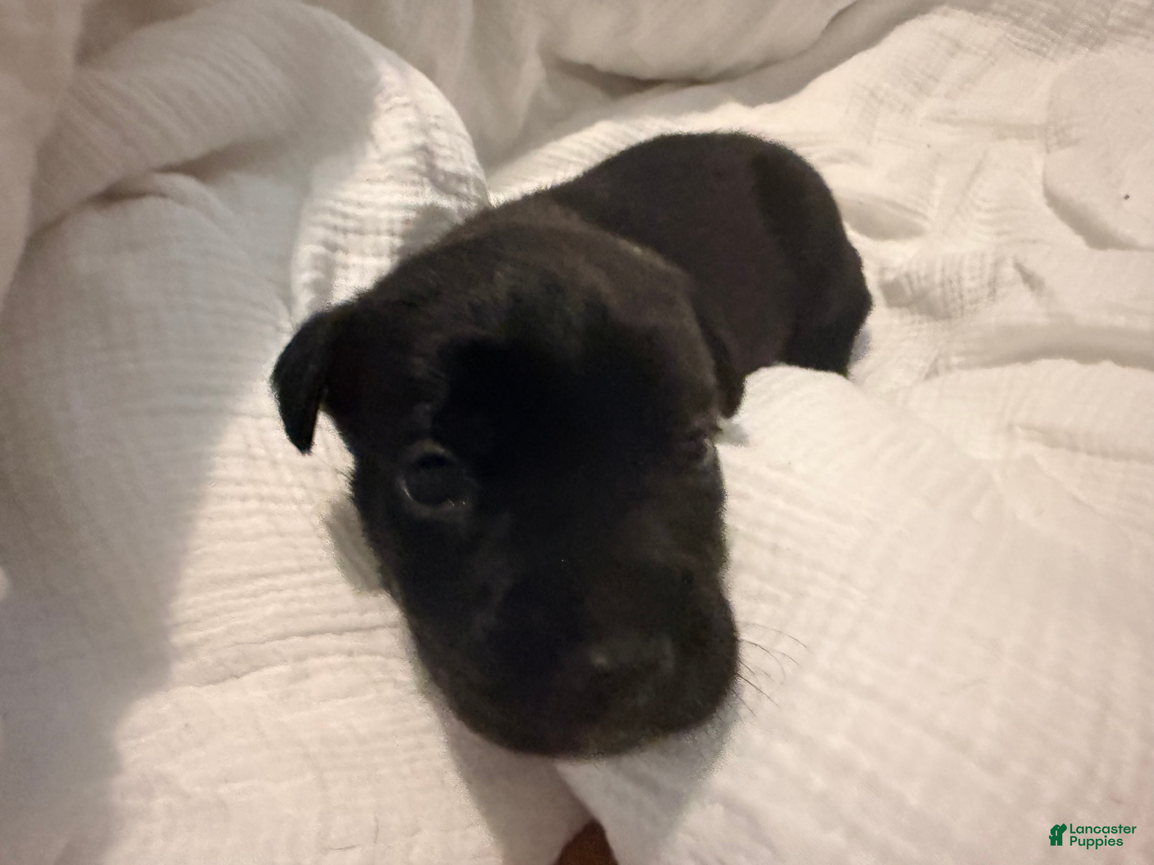 Cane Corso dogs Crowley AKC yellow collar - Ad 19