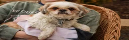 Shih Tzu dogs for sale: Bambi (Raised in Home, Crate Trained & Potty Training!) - Ad 8
