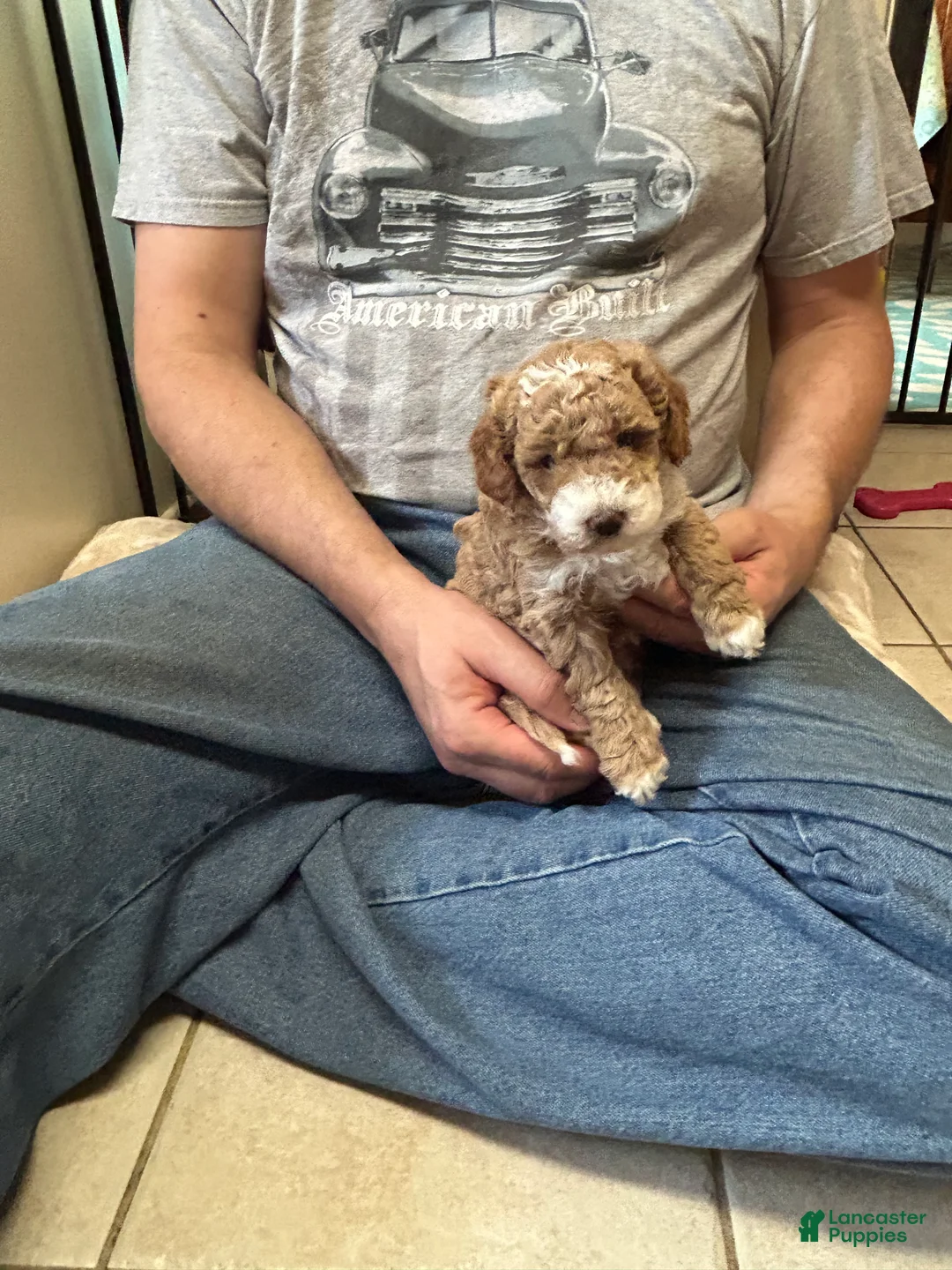 Mini Goldendoodle dogs for sale: Petite Valentina Mini Goldendoodle Puppy 3 - Ad 1