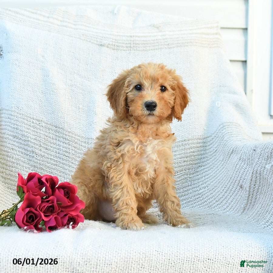 Mini Goldendoodle dogs Myla - Ad 1