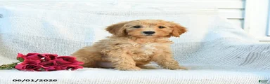 Myla