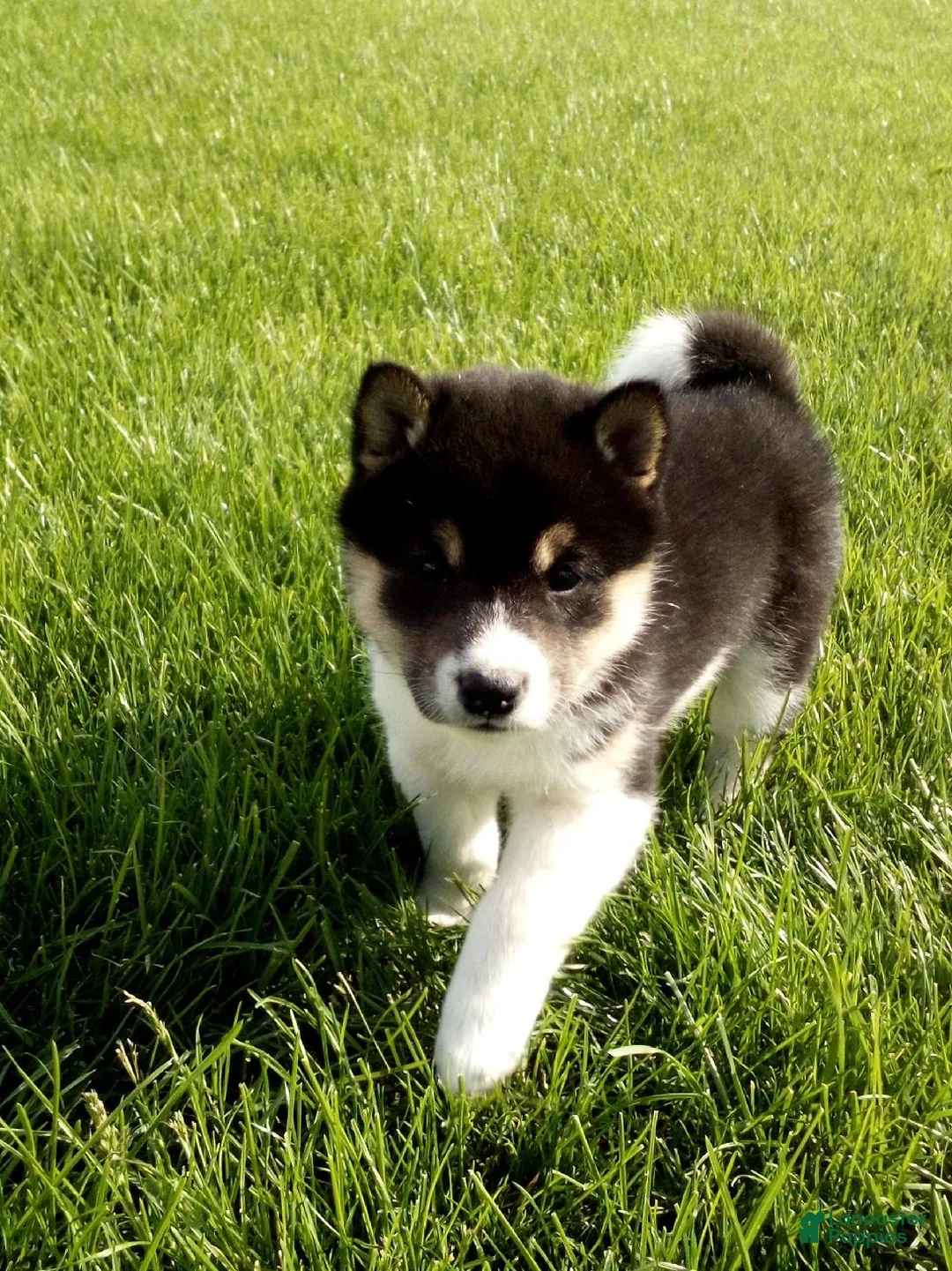 Shiba Inu dogs for sale: Trooper - Ad 1