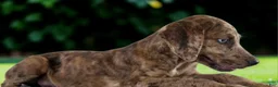 Catahoula Leopard Dog dogs for sale: Tigger 2026 Female 3 - Ad 11