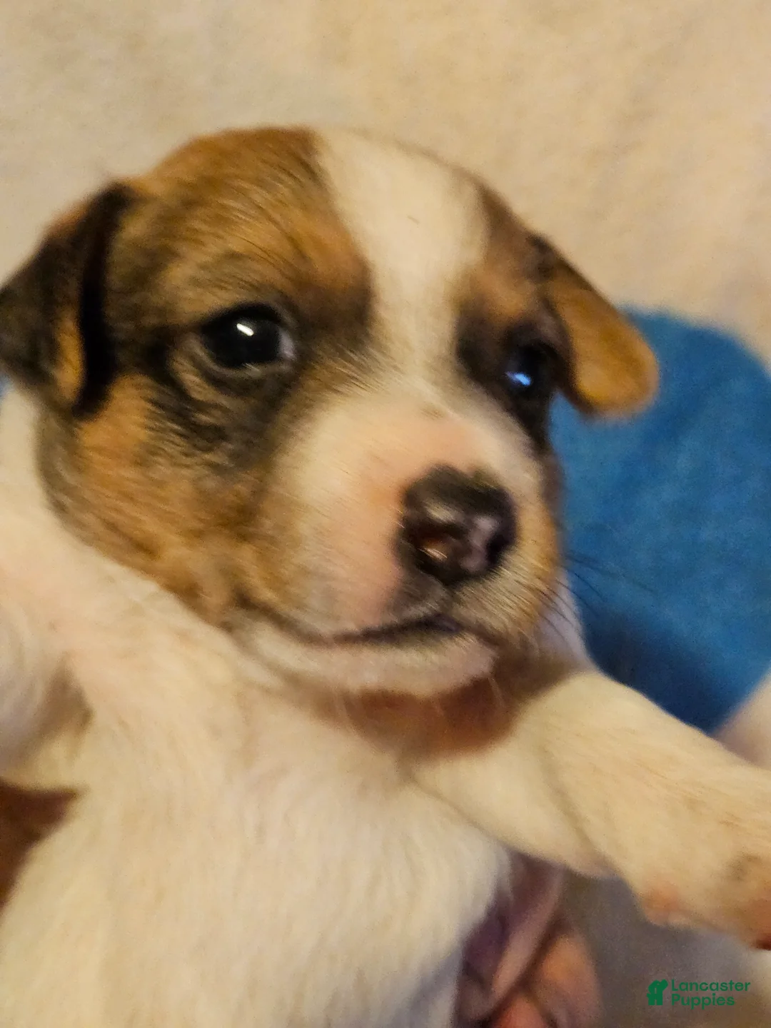 Chihuahua dogs for sale: Buddy - Ad 2