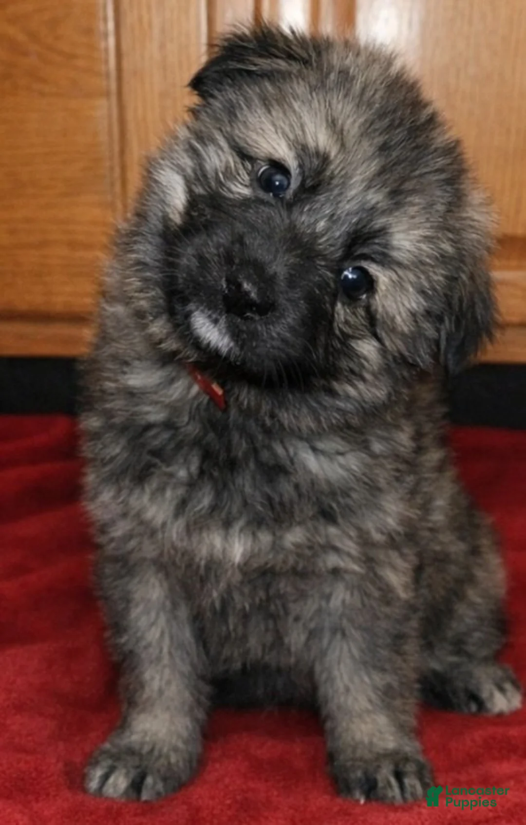 German Shepherd dogs for sale: German Shepherd Red collar - Ad 1