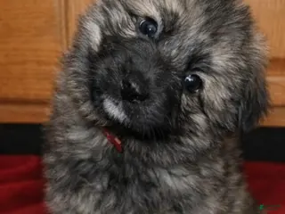 German Shepherd dogs for sale: Batman - Ad 2
