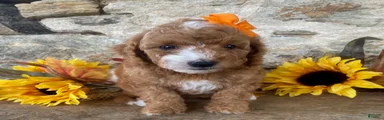 Nora