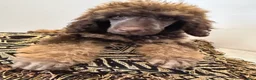 Standard Poodle dogs for sale: Hazel - Ad 9