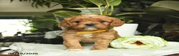 Cavapoo dogs for sale: Melody  - Ad 3