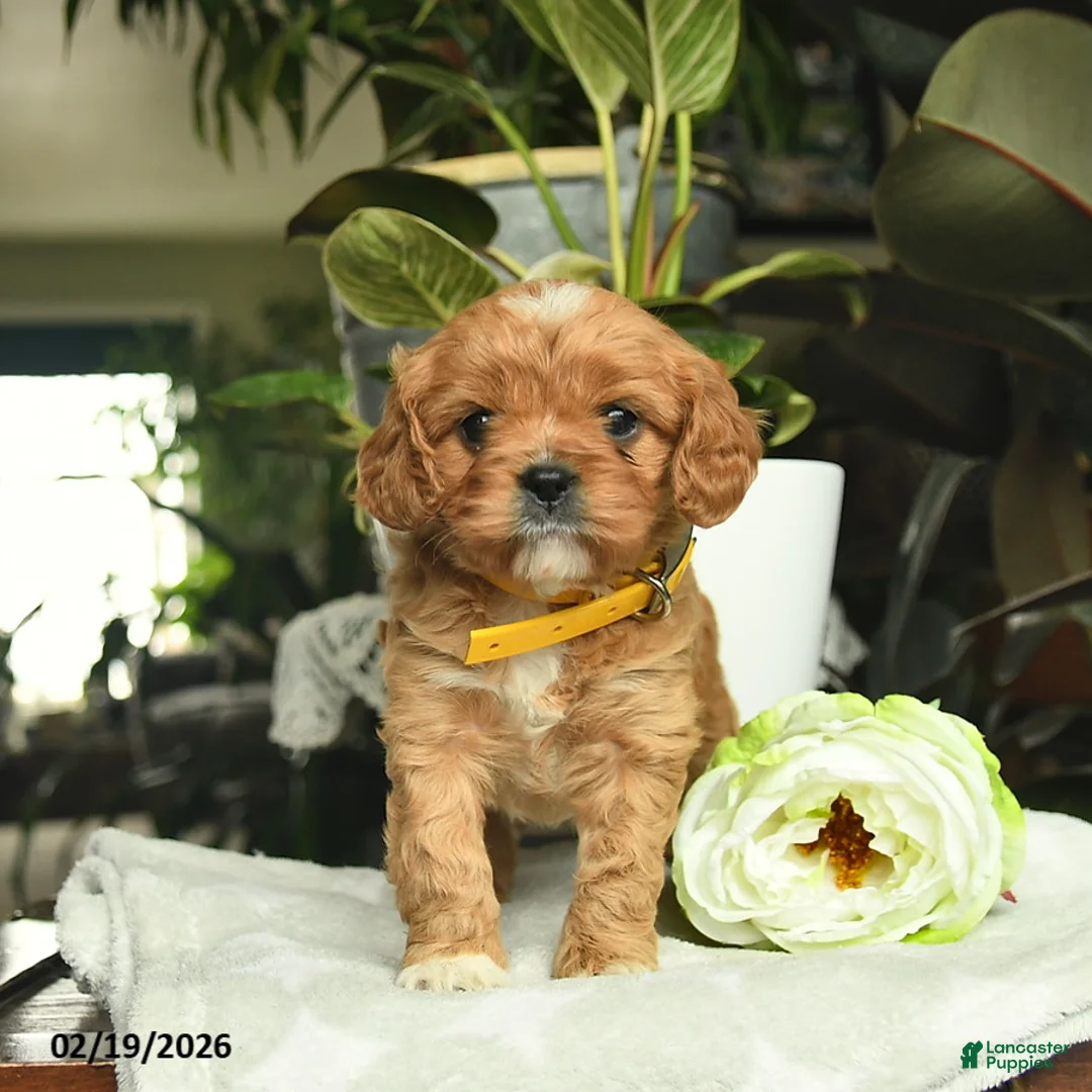 Cavapoo dogs for sale: Melody  - Ad 3