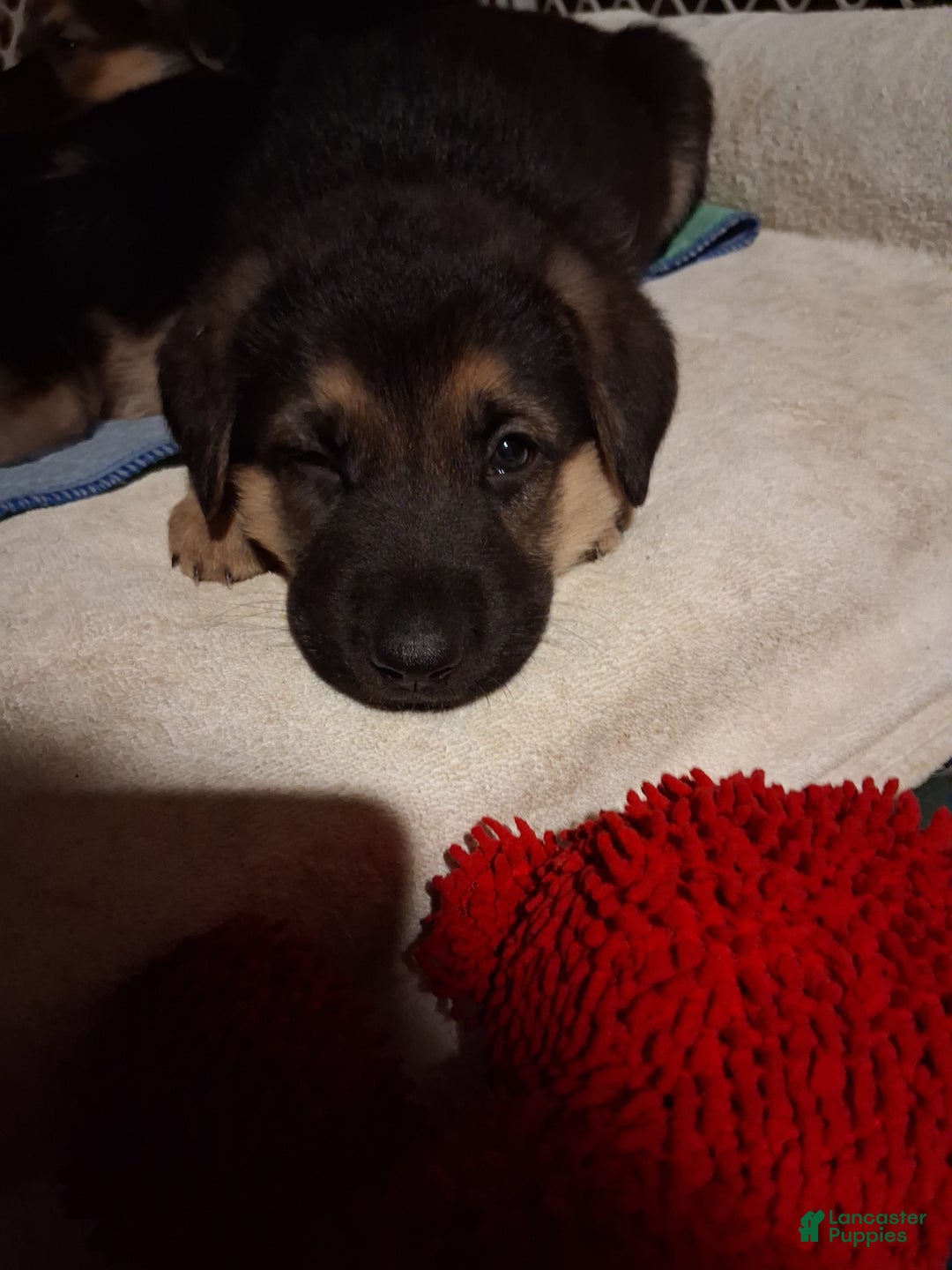 German Shepherd dogs for sale: German Shepherd Puppy 2 - Ad 3