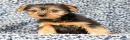 Yorkshire Terrier dogs for sale: Allison - Ad 9