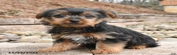 Yorkshire Terrier dogs for sale: Jackie - Ad 1