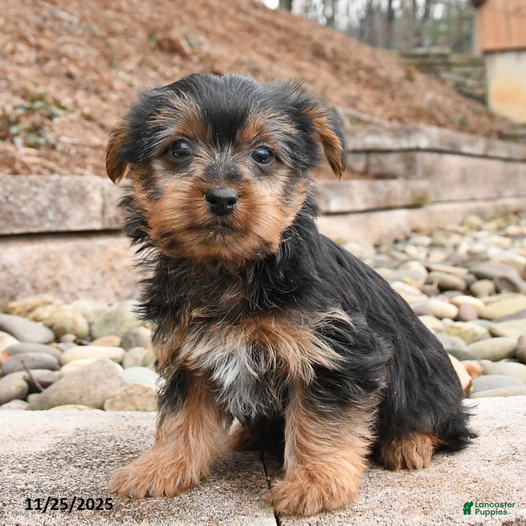 Yorkshire Terrier dogs for sale: Jackie - Ad 1