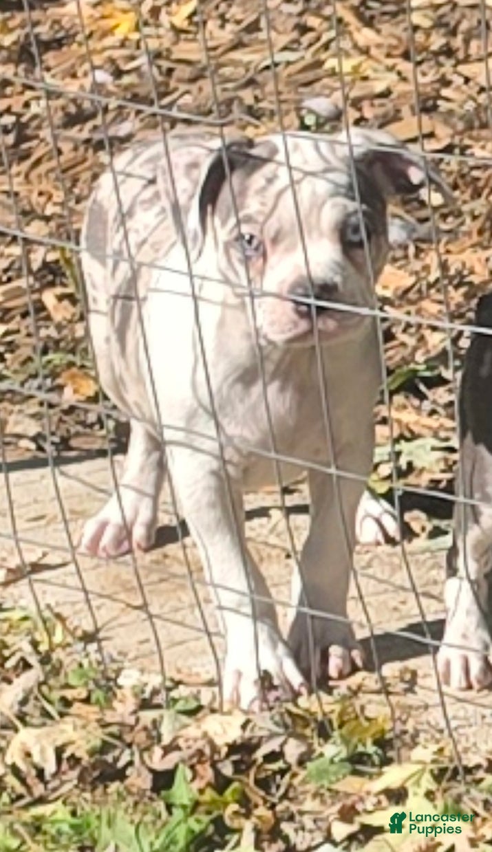 Mixed Breed dogs for sale: Bean - Ad 14