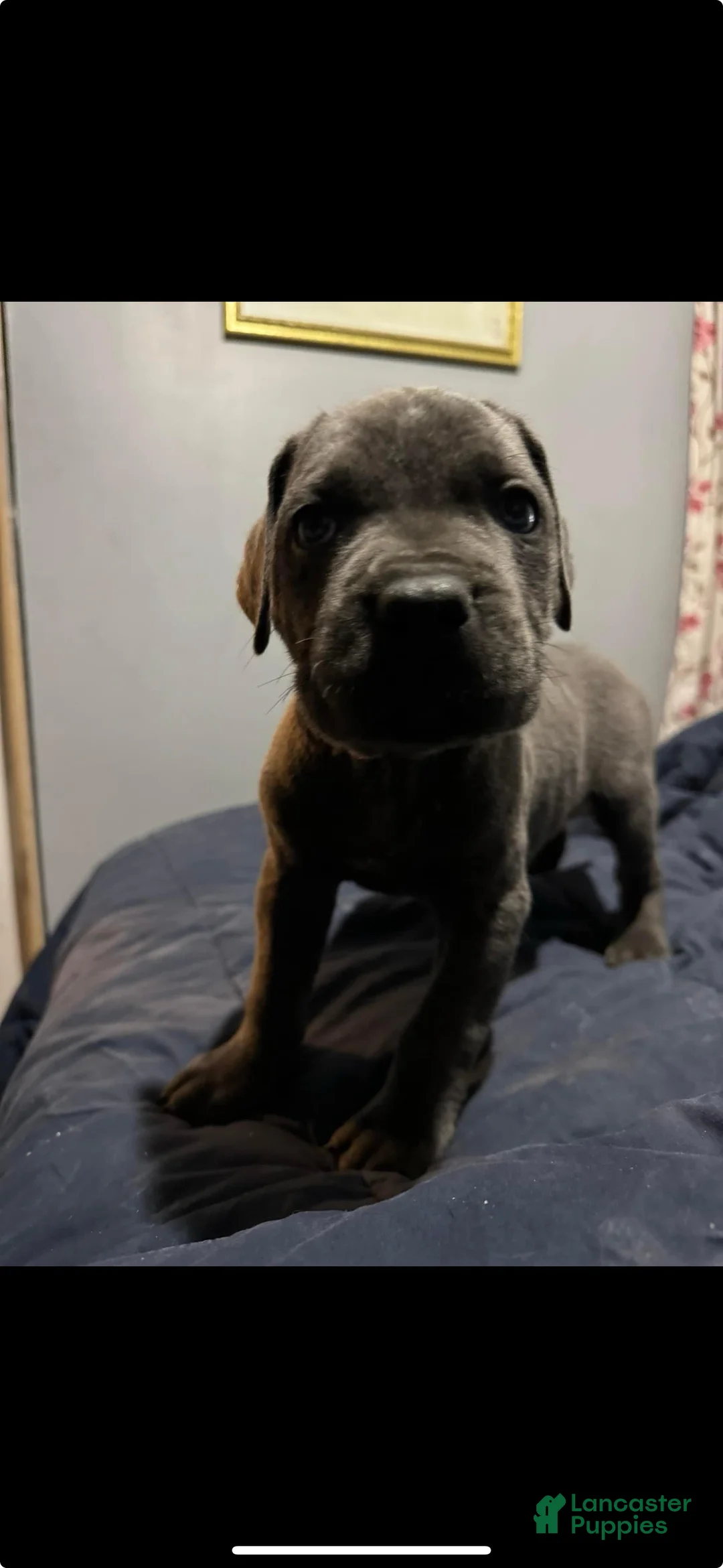 Cane Corso dogs for stud: Yanos - Ad 2