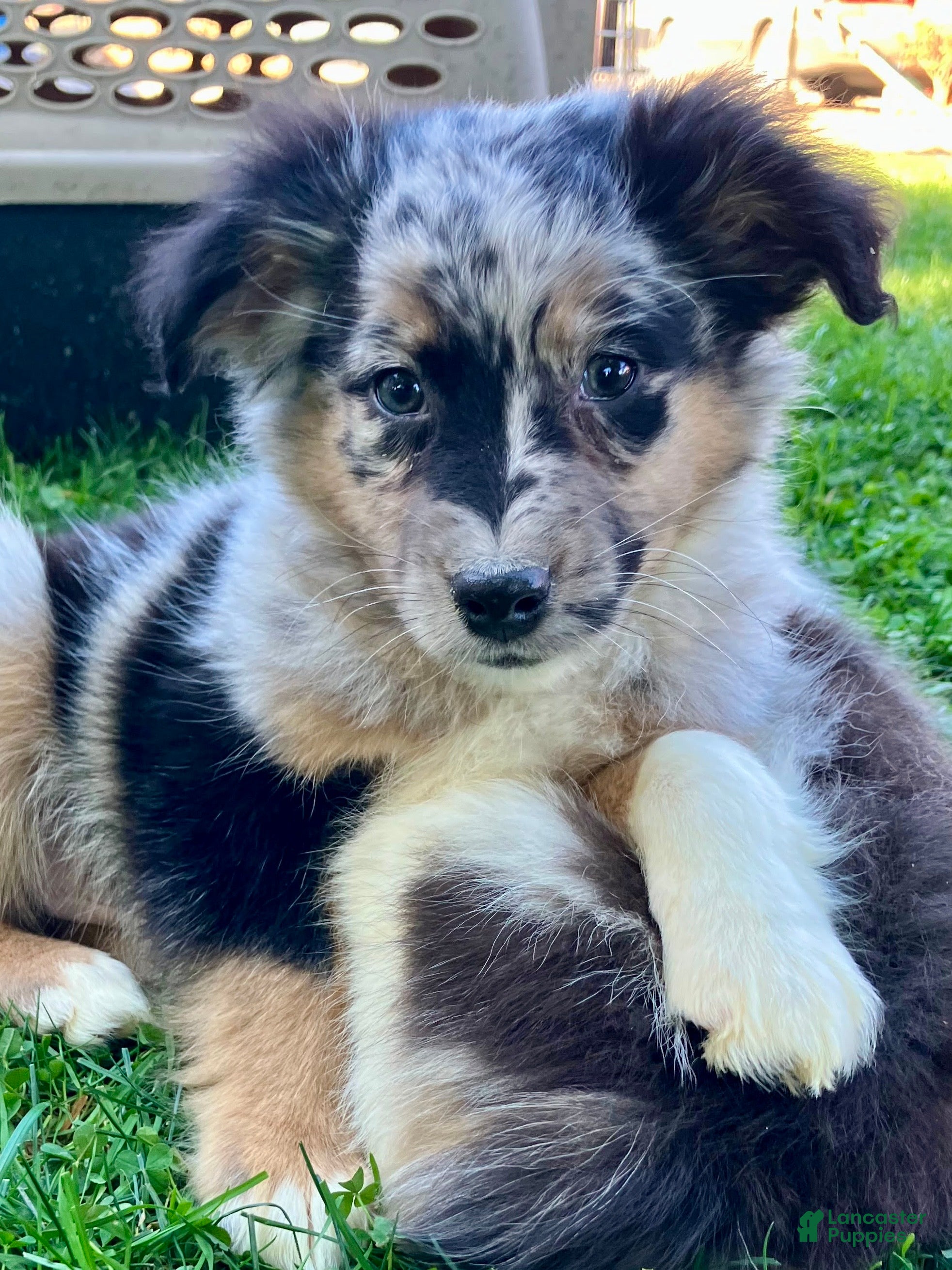 Australian Shepherd dogs for sale: Charlie - Ad 1